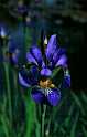 FH_VP_0028(Iris japonica)